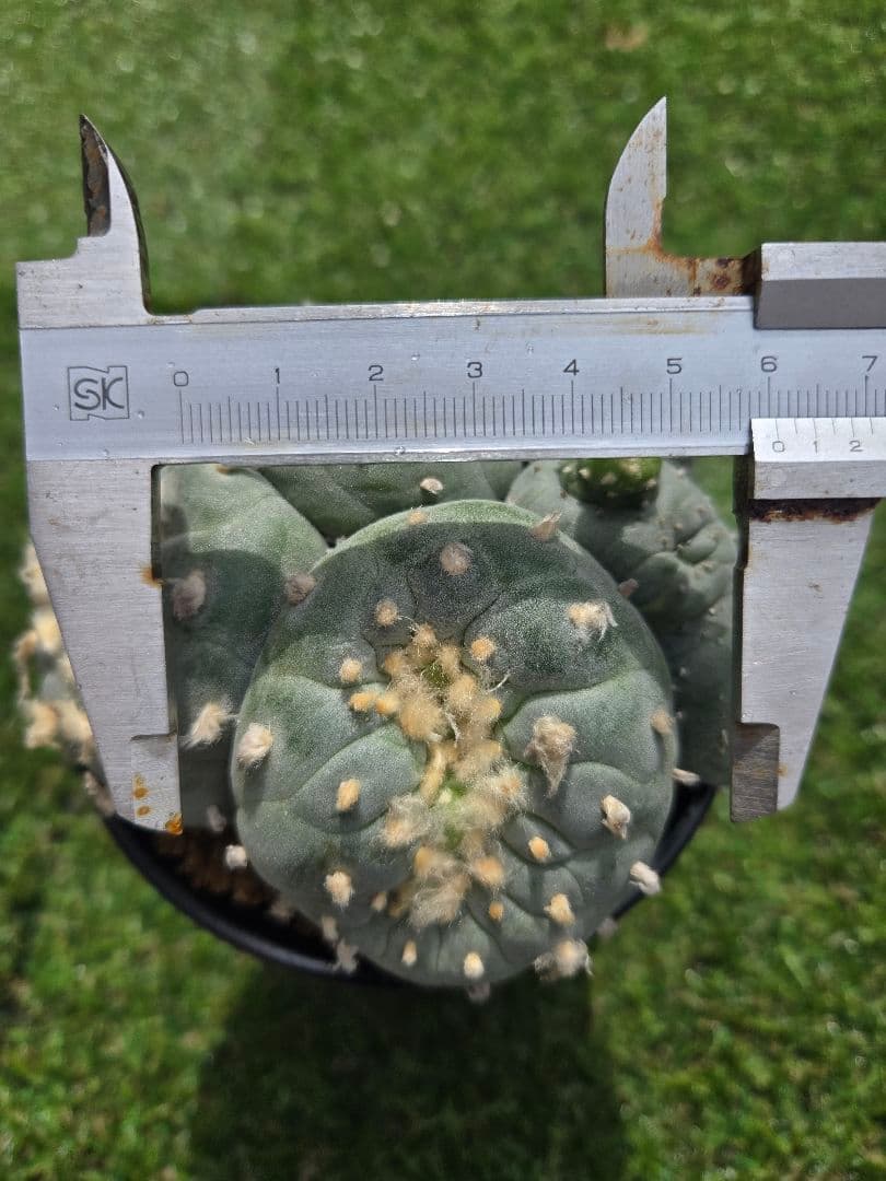 銀冠玉モンストー (カキコ)