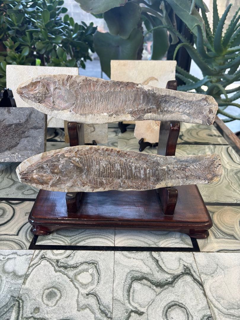 台付　アスピドリンクス　魚　化石　鉱石　希少　インテリア