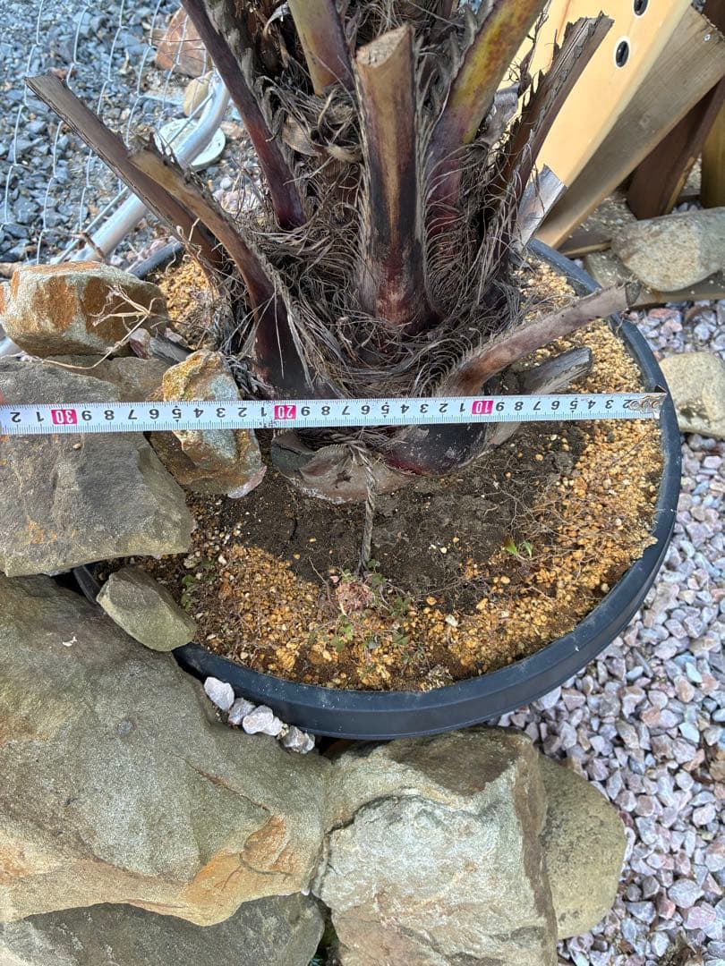 鉢付きココスヤシ　引き取り限定　　幹太