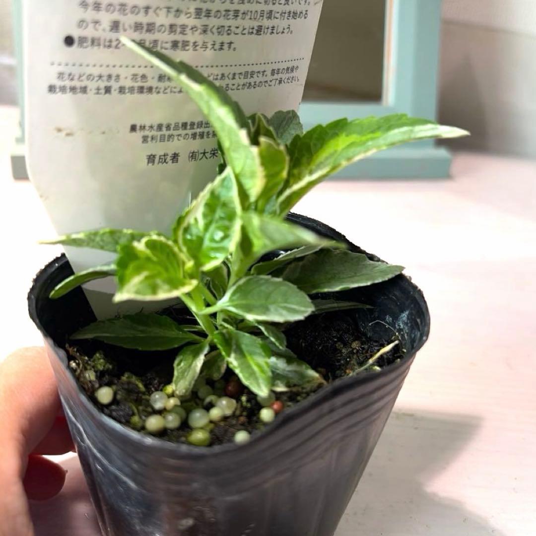 【斑入り】カラフルランジア　スパイス　No.1 ポット苗《10/9》