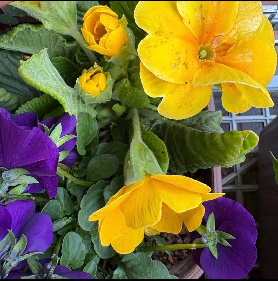 8345☆長く楽しむ☆同鉢で３鉢セット☆お得です❣️