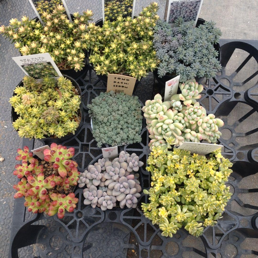 追加検討中 ジジさん専用