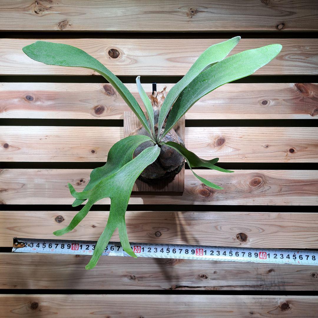 P. PS-1【ビカクシダ　PS-1】