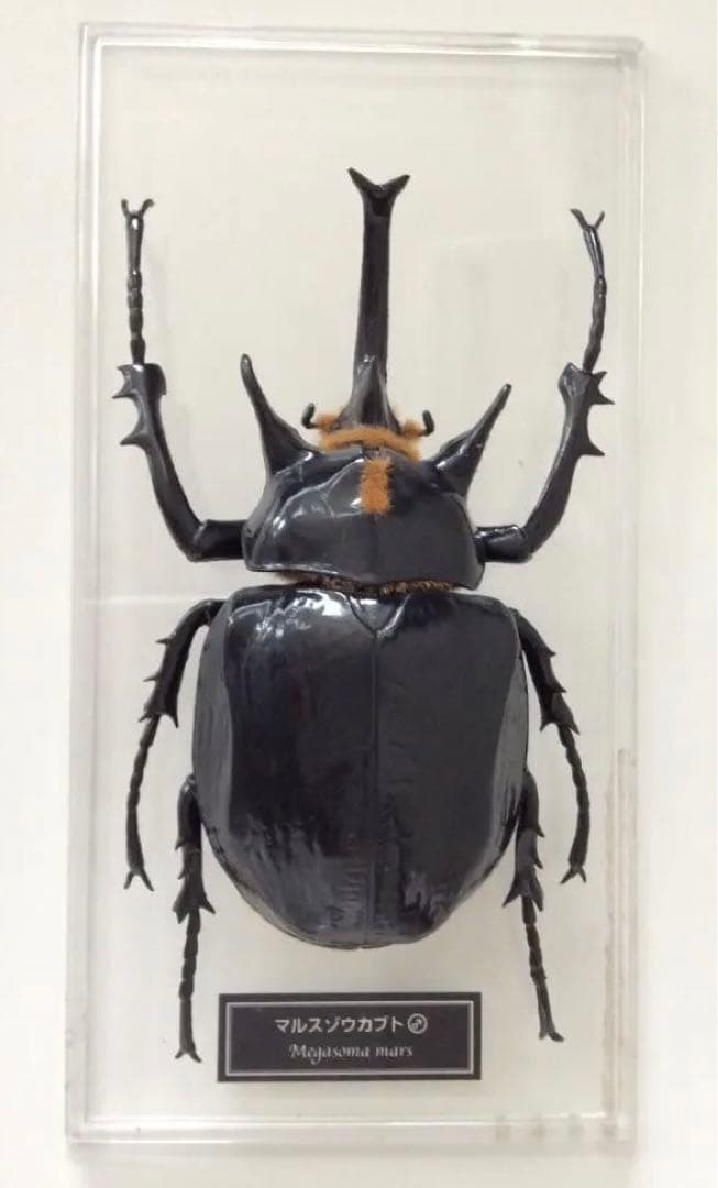 マルスゾウカブト カブトムシ 標本 全長約11.5cm 甲虫 昆虫 ビートル