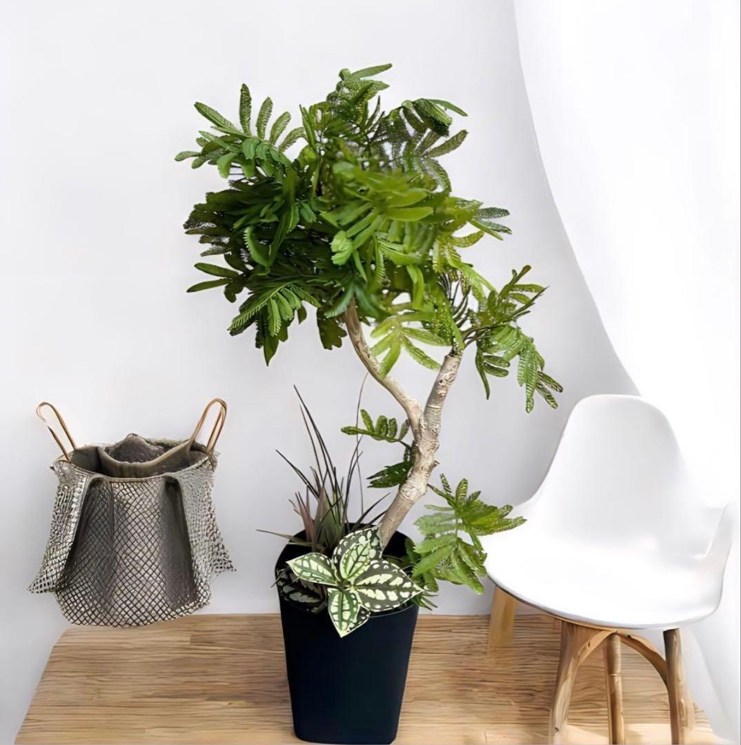 光触媒　人工観葉植物　ウォールグリーン　フェイクグリーン　エバーフレッシュ955