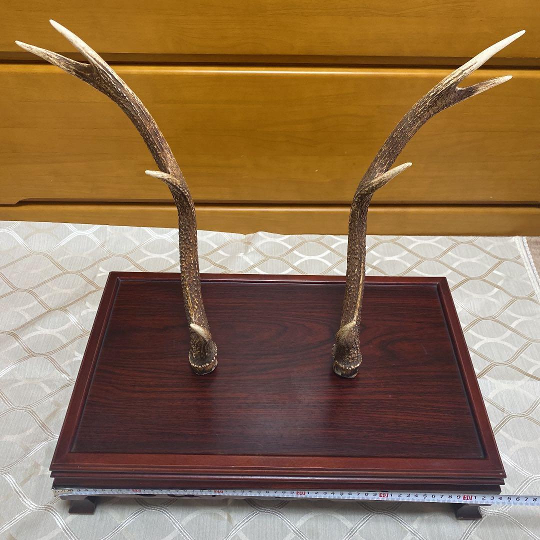 鹿の角　けやき台付き