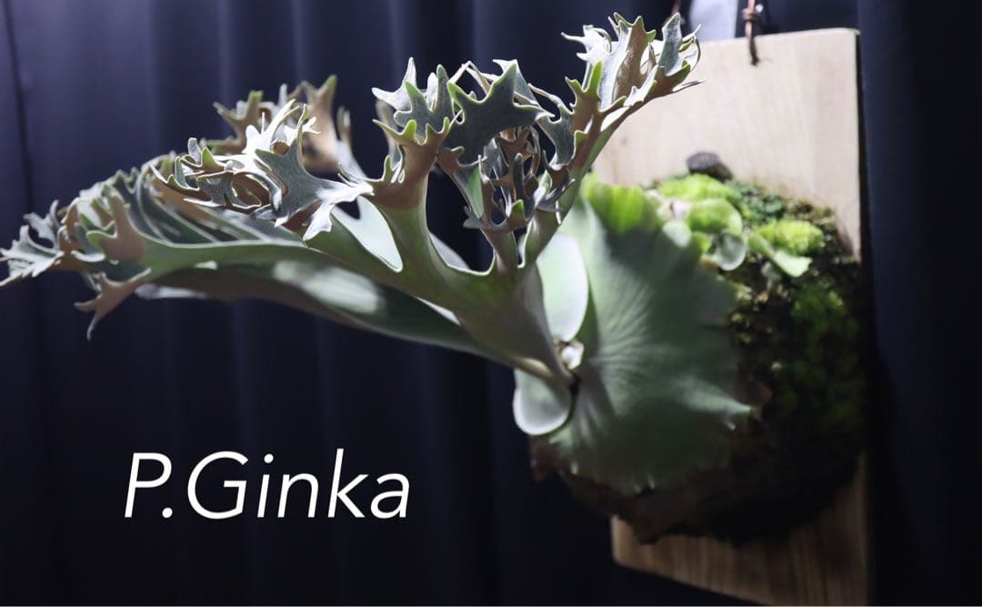 P.Ginka オリジナル株分 子株 OC ビカクシダ　①