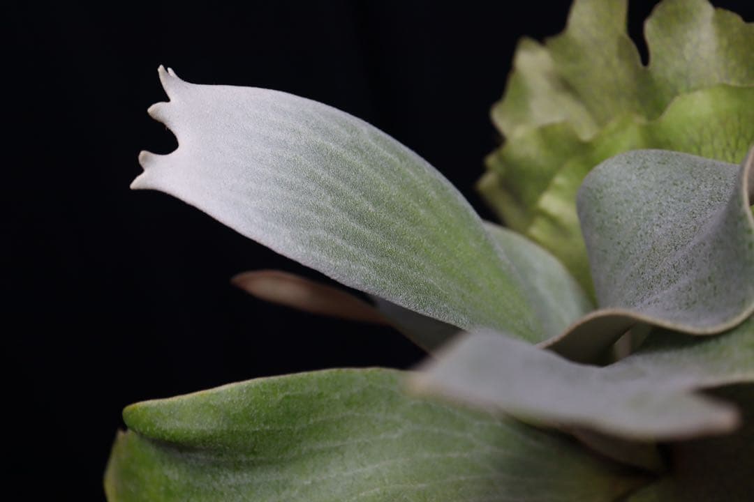 P.Ginka オリジナル株分 子株 OC ビカクシダ　①