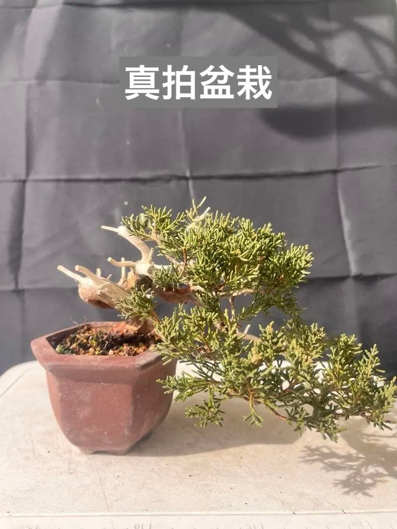 真拍盆栽 10%OFF‼️