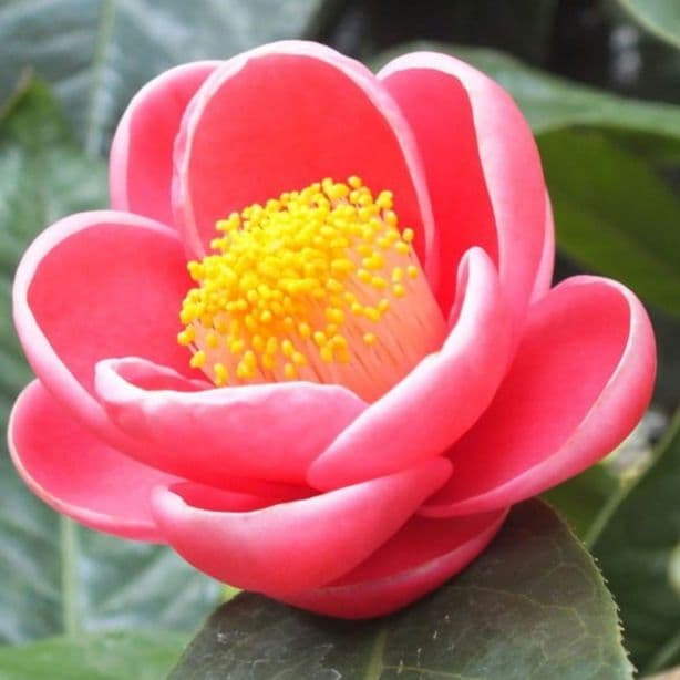 12800⤵️❇7～8年物！ベトナム椿・ハイドゥン・2/10現在、蕾17個確認