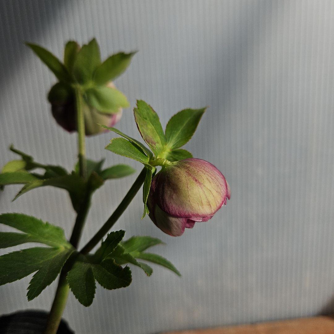 ＊ひまわり＊様ご購入苗㉖-136㉖-184クリスマスローズ