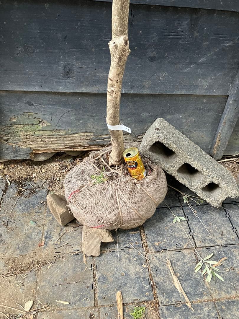 51 山採り　アセビ