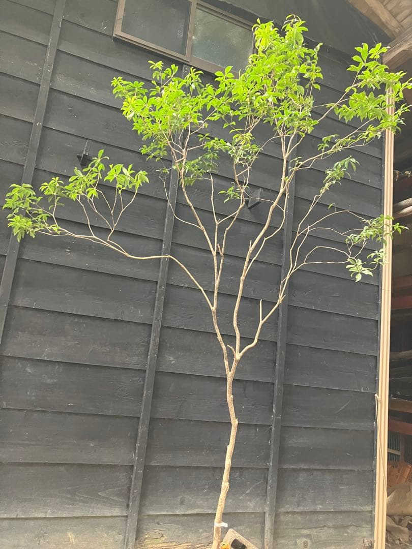 51 山採り　アセビ