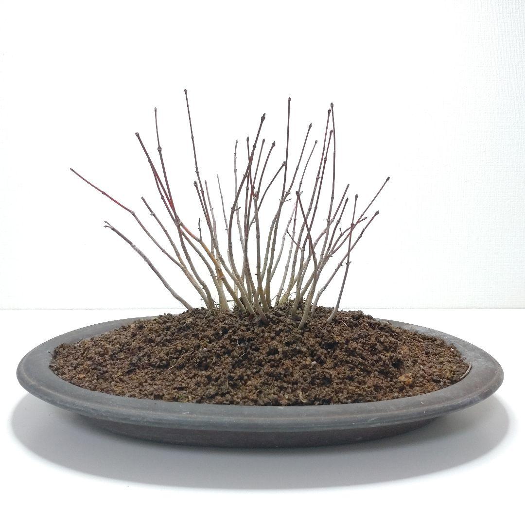 寒樹紅葉（イロハモミジ）盆栽 SG012