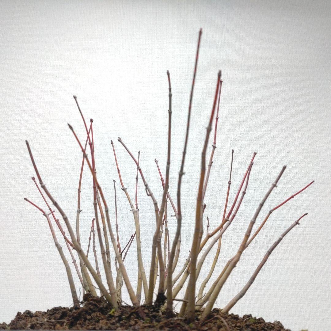 寒樹紅葉（イロハモミジ）盆栽 SG012