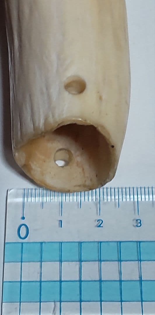 鯨歯 約10cm 約170g 抹香鯨