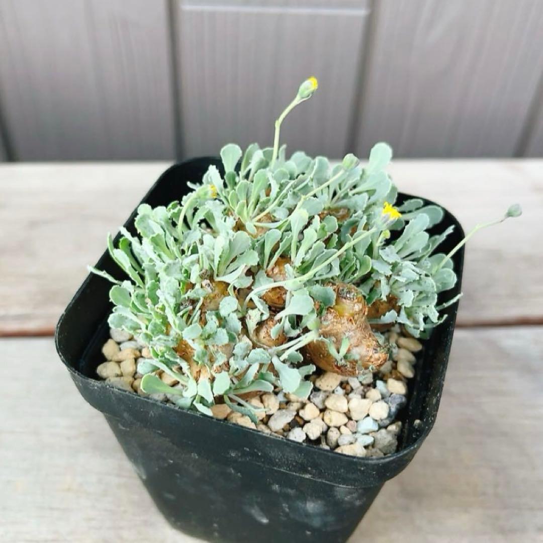 《期間限定販売❗️》『オトンナ カカリオイデス　現地球』極美特大株　発根済