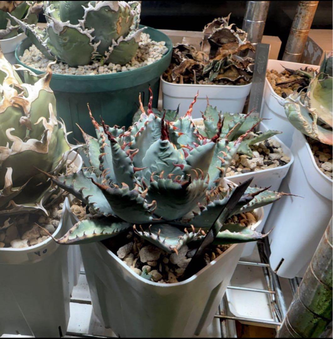 【Hybrid】曲刺特選 屈原乃舞扇×甲蟹 ハイブリッドアガベ