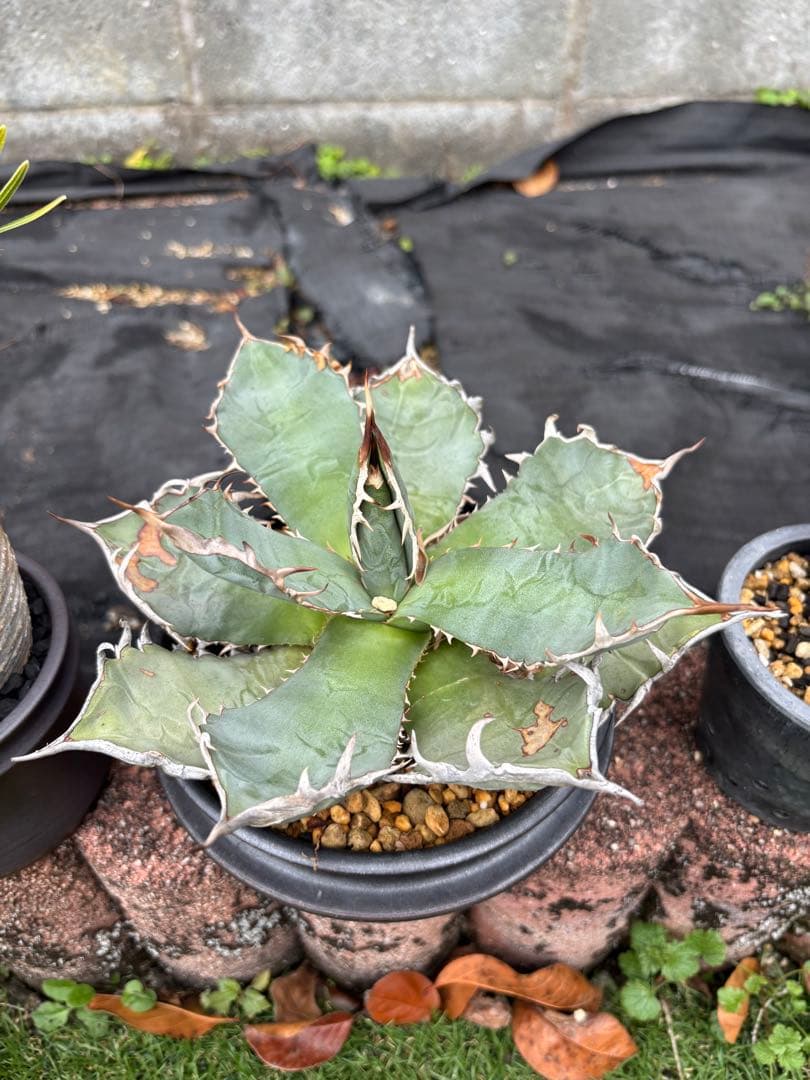 中型 アガベ 8株