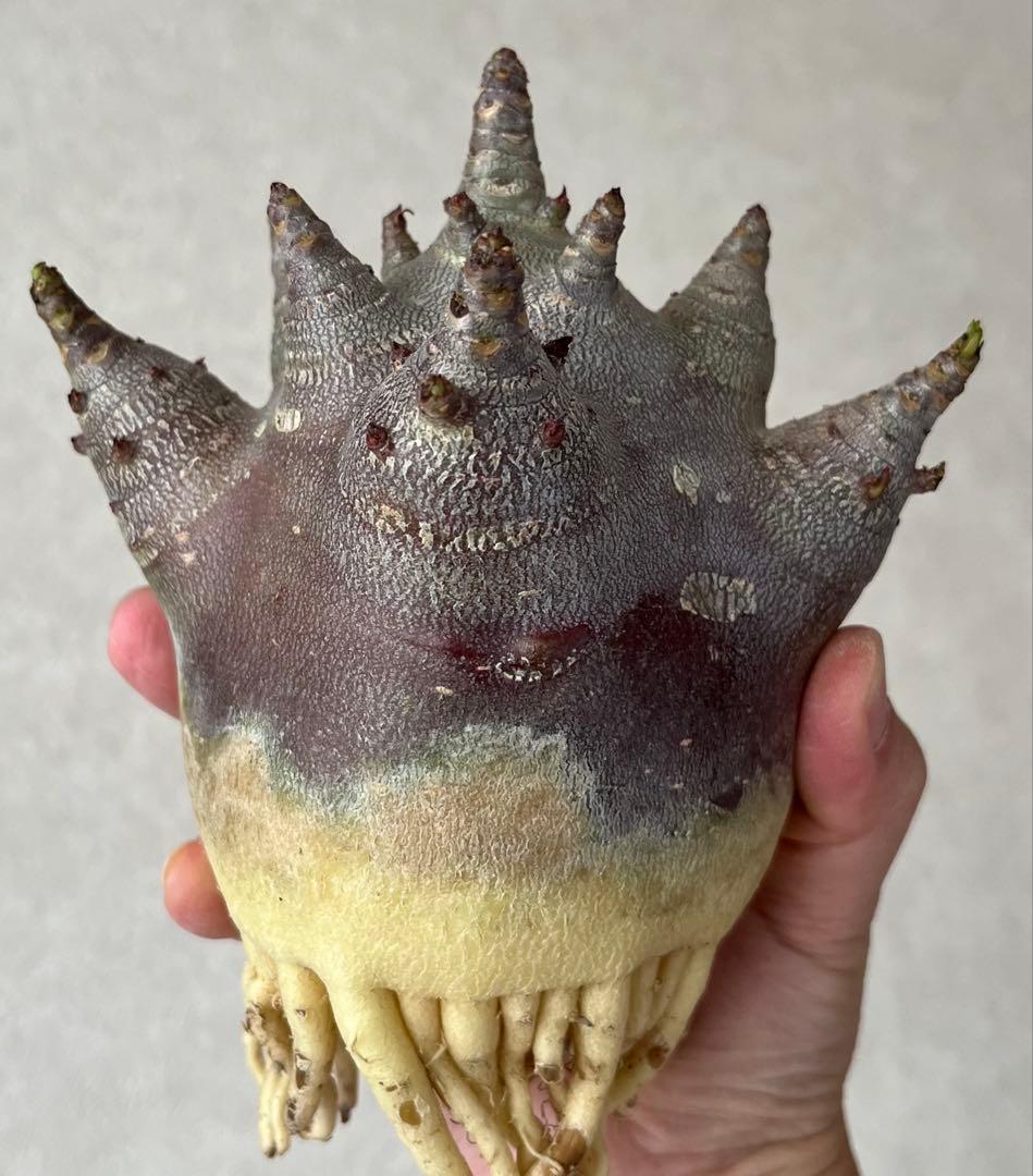 【激レア/ブラックスキン/ドワーフ/極太 】アデニウム ガラメー ⑤