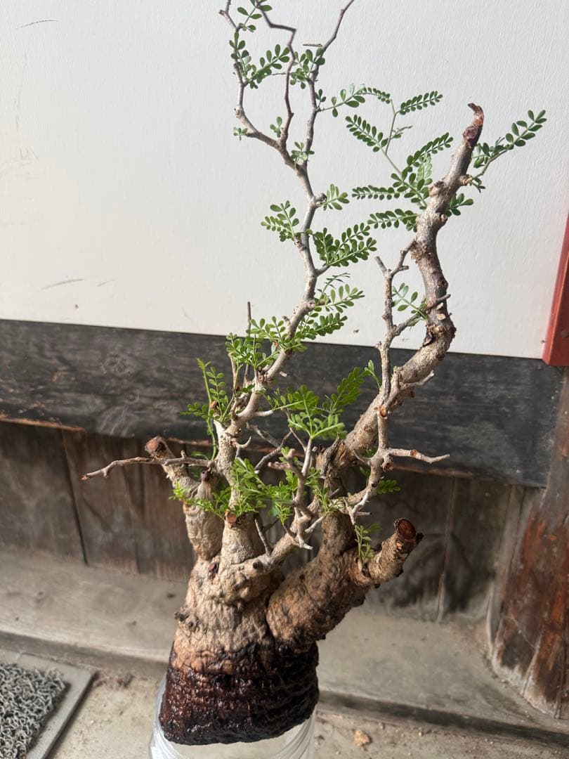 トシ オペルクリカリアパキプス 現地球 発根管理中