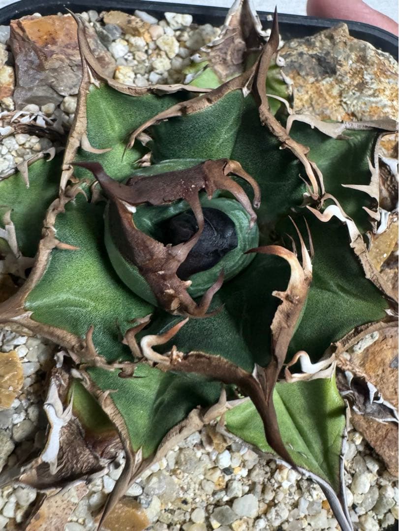 アガベ チタノタ 緑犀牛 厳竜 OC