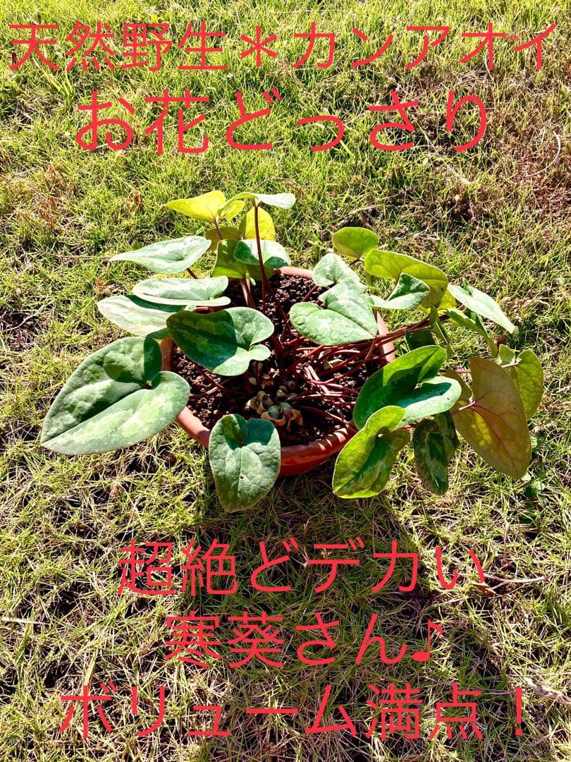 【天然野生のカンアオイ】ボリューム満点！超絶BIGなカンアオイ＊寒葵＊山野草