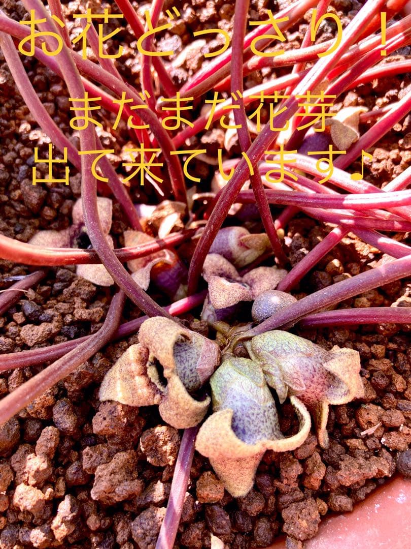 【天然野生のカンアオイ】ボリューム満点！超絶BIGなカンアオイ＊寒葵＊山野草