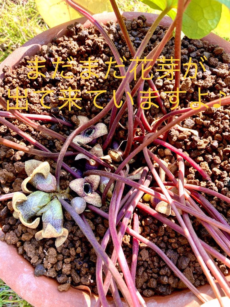 【天然野生のカンアオイ】ボリューム満点！超絶BIGなカンアオイ＊寒葵＊山野草