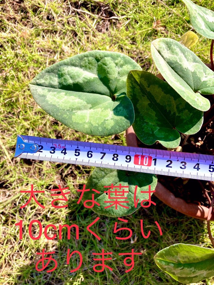 【天然野生のカンアオイ】ボリューム満点！超絶BIGなカンアオイ＊寒葵＊山野草