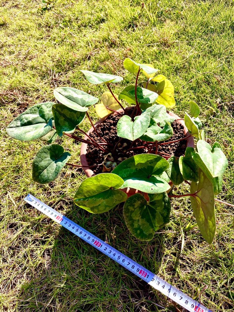 【天然野生のカンアオイ】ボリューム満点！超絶BIGなカンアオイ＊寒葵＊山野草