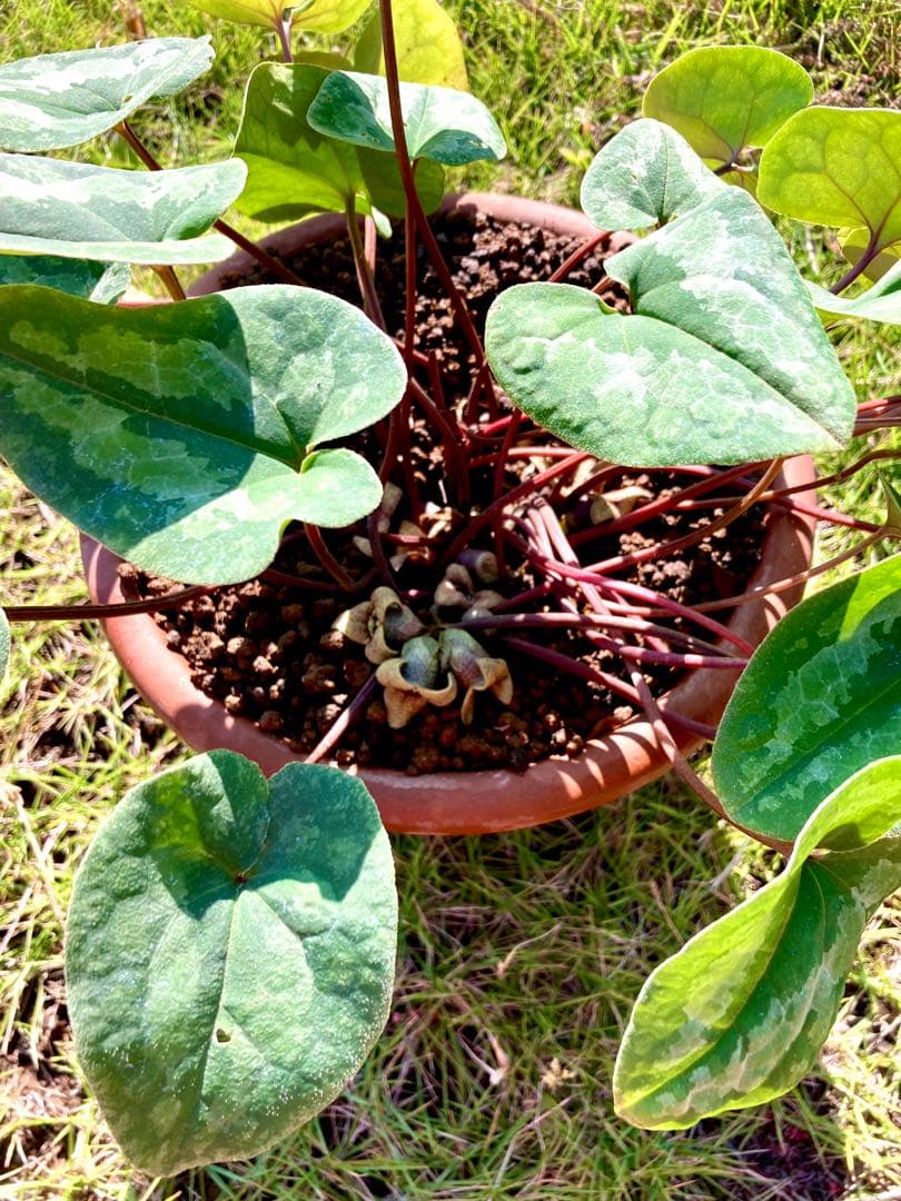 【天然野生のカンアオイ】ボリューム満点！超絶BIGなカンアオイ＊寒葵＊山野草