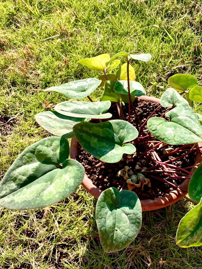【天然野生のカンアオイ】ボリューム満点！超絶BIGなカンアオイ＊寒葵＊山野草