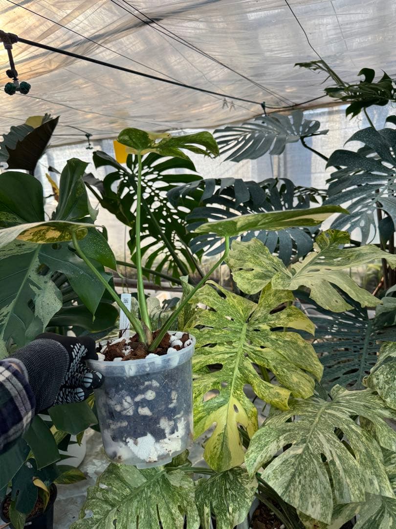 3モンステラ　レガシー　健康カット苗