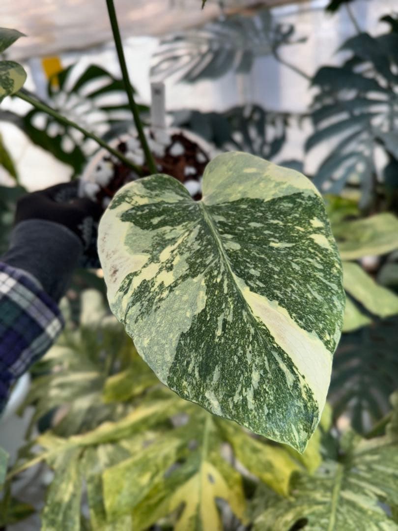 3モンステラ　レガシー　健康カット苗