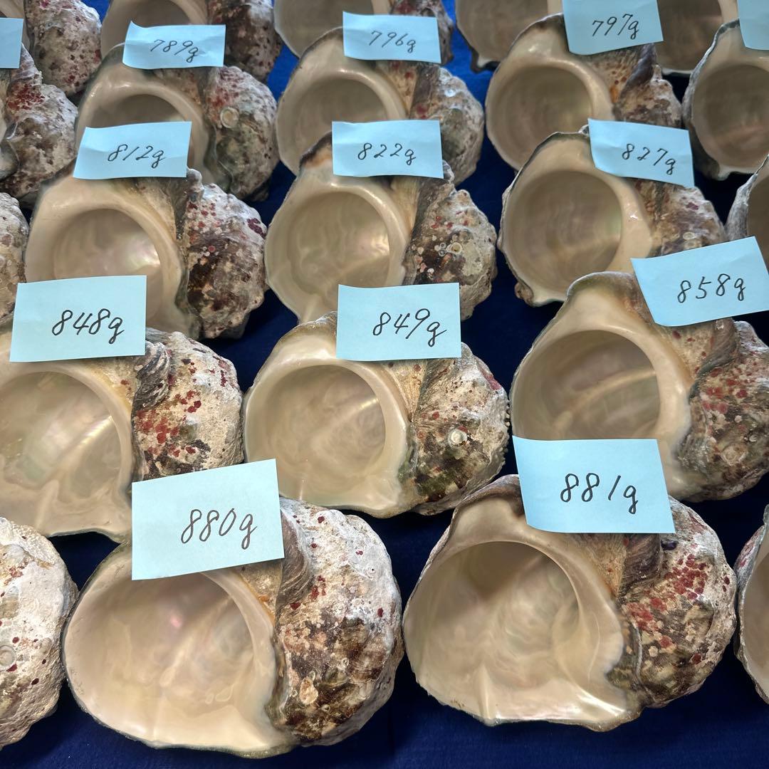 夜光貝　ヤコウ貝　まとめ売り　24個　19、5kg アクセサリー　ルアー