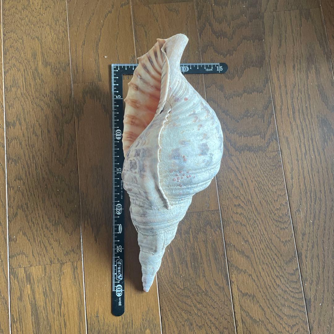 法螺貝　約30cm