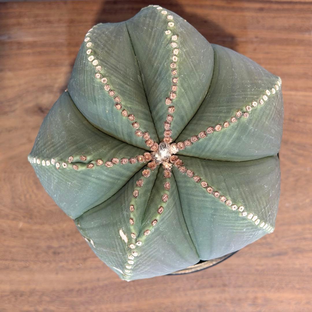 【大型】【美株】アストロフィツム 碧瑠璃鸞鳳玉 国内実生 塊根植物 サボテン