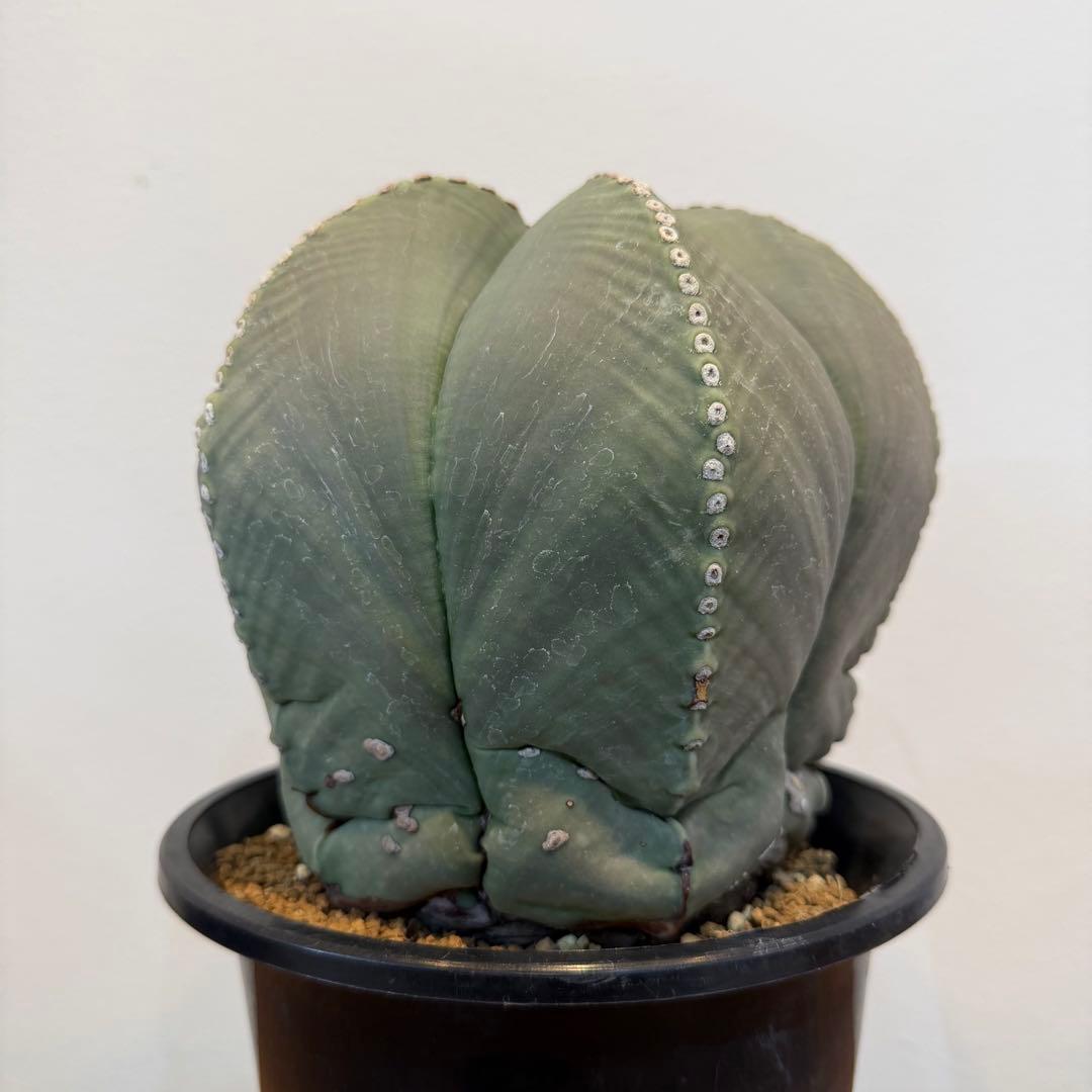 【大型】【美株】アストロフィツム 碧瑠璃鸞鳳玉 国内実生 塊根植物 サボテン