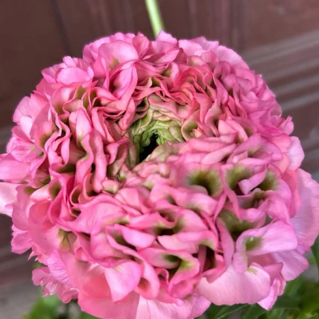 ラナンキュラスポンポン苗　ピンク　1鉢