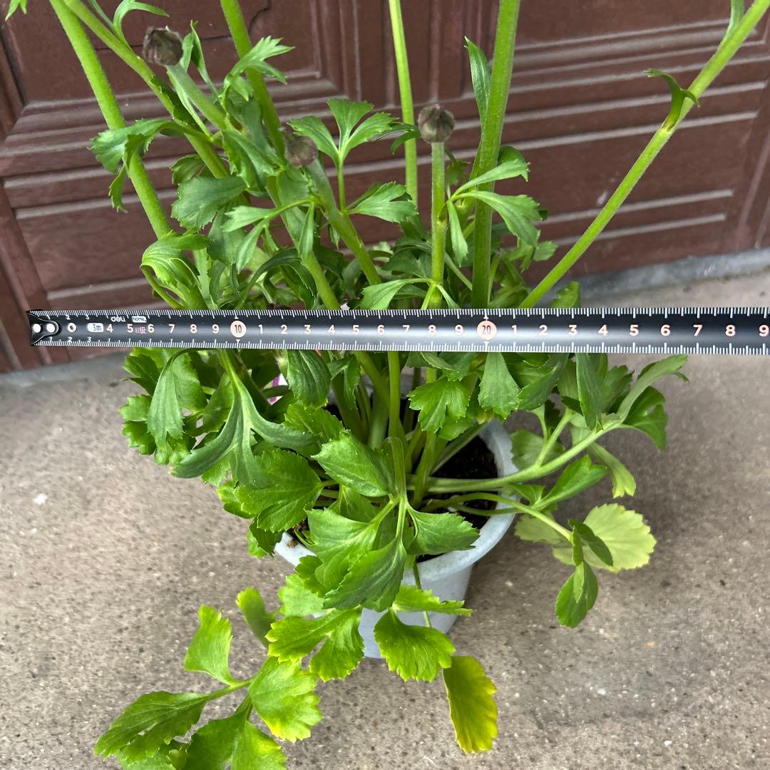 ラナンキュラスポンポン苗　ピンク　1鉢