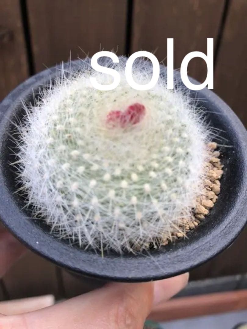 サボテン 雪晃♡抜き苗(^○^)