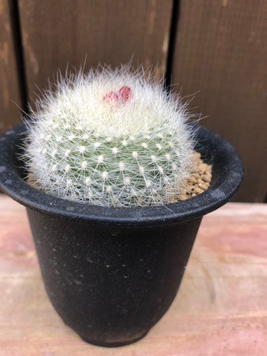 サボテン 雪晃♡抜き苗(^○^)