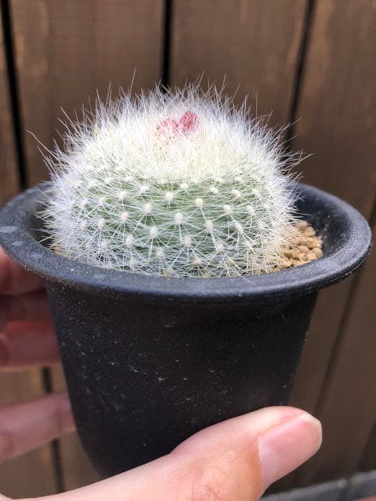 サボテン 雪晃♡抜き苗(^○^)