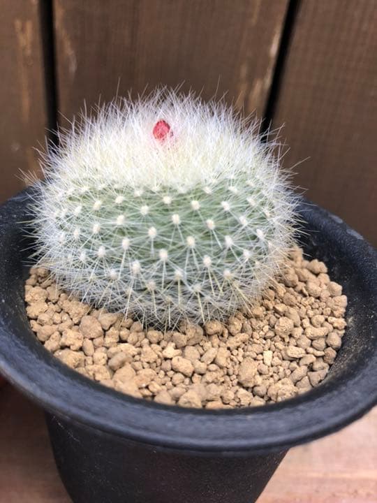 サボテン 雪晃♡抜き苗(^○^)