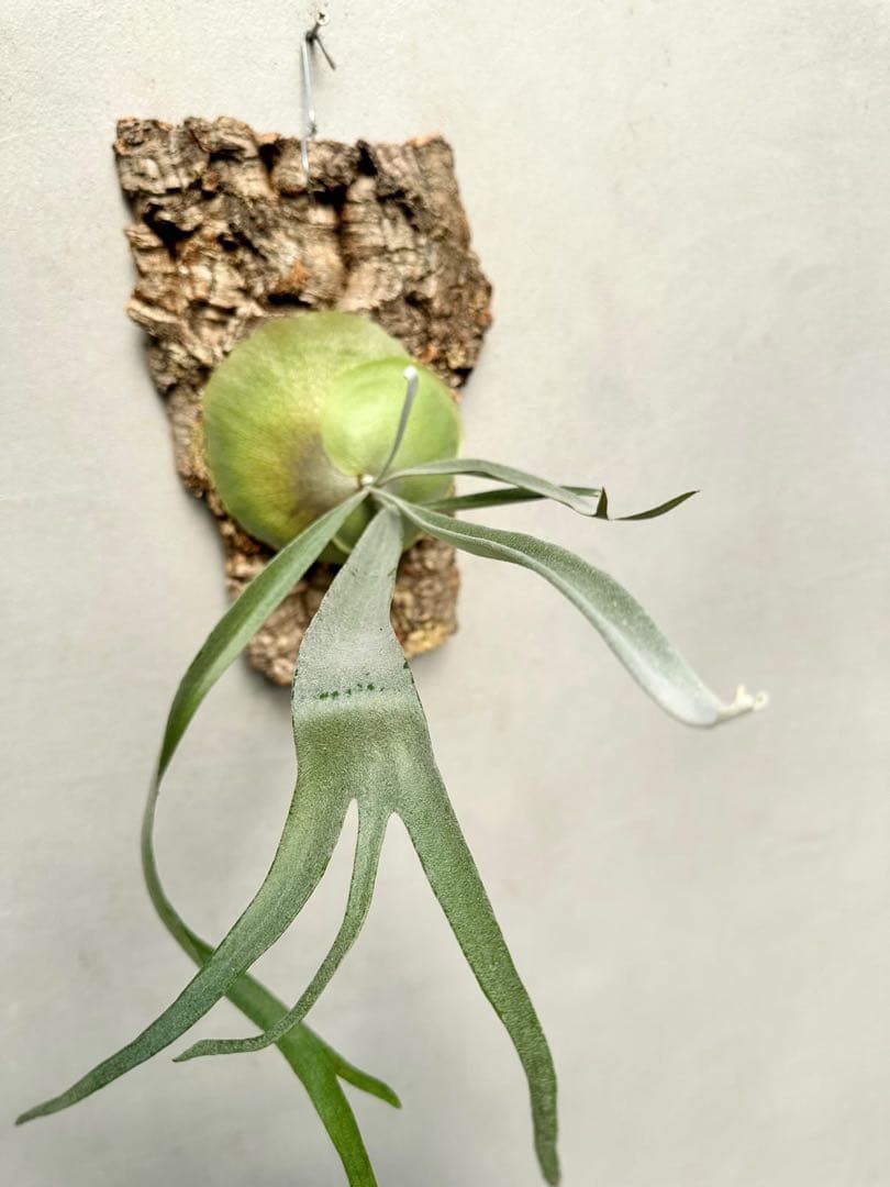 タグ付親株(^^) P. Musang King Vandaka