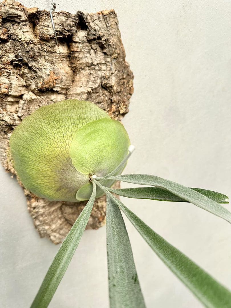 タグ付親株(^^) P. Musang King Vandaka