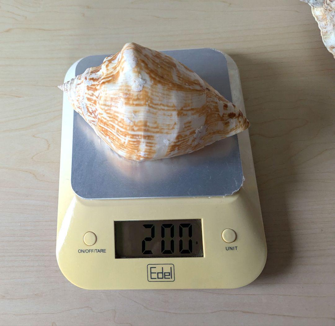 【即発送】★石垣島の法螺貝 ほら貝 おまけ付き★　約32〜37cm 1kg 天然