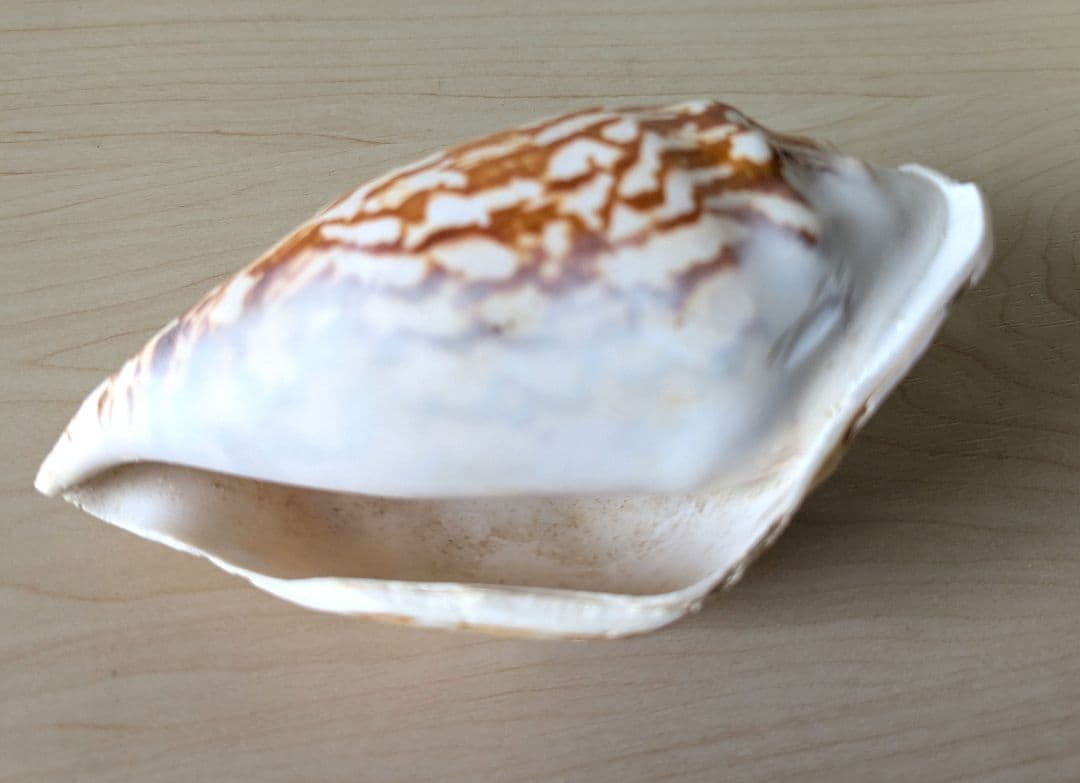 【即発送】★石垣島の法螺貝 ほら貝 おまけ付き★　約32〜37cm 1kg 天然