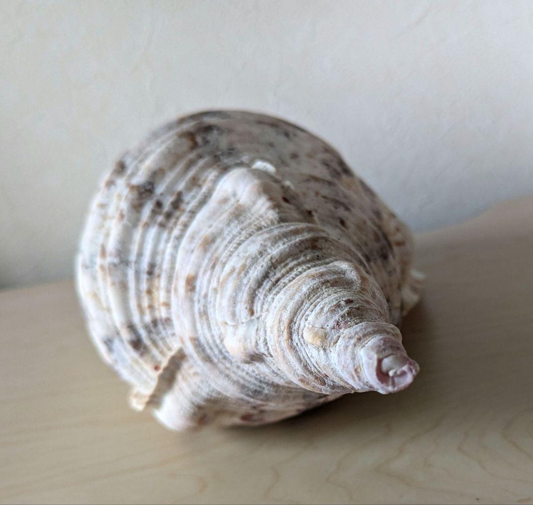 【即発送】★石垣島の法螺貝 ほら貝 おまけ付き★　約32〜37cm 1kg 天然